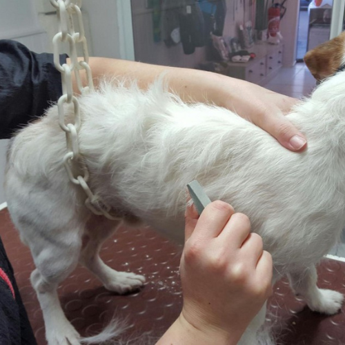 Épilation chien
