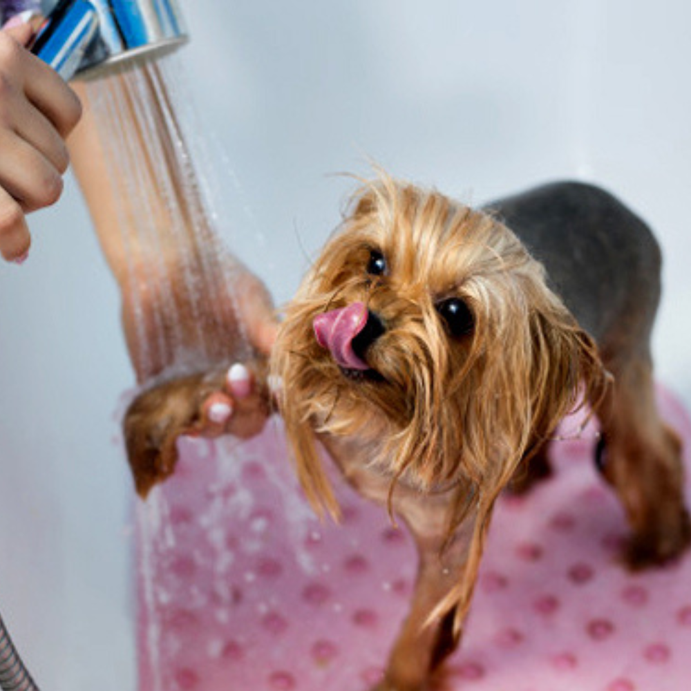 bain chien